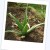 Prava aloja - Aloe vera