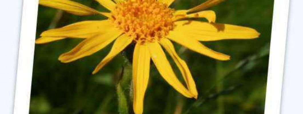 Navadna arnika – Arnica montana L.