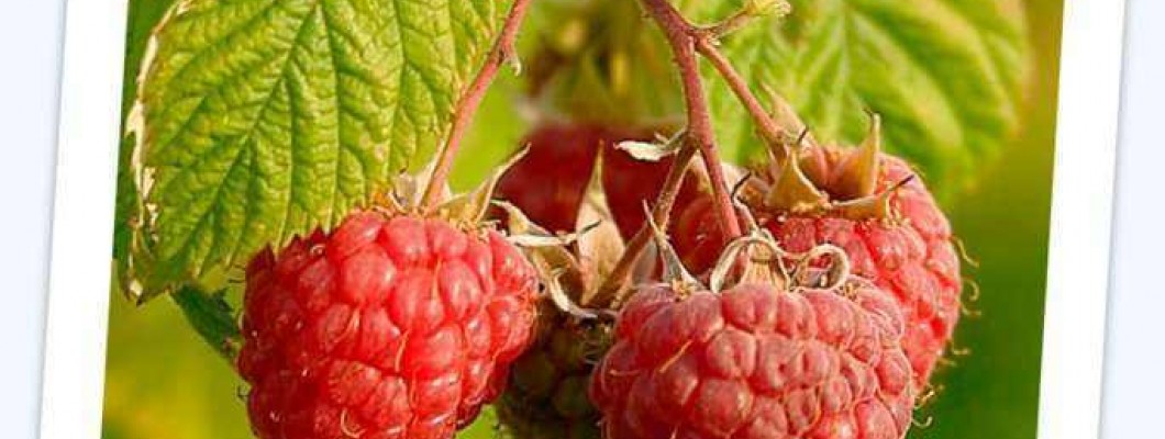 Malina – Rubus idaeus L.