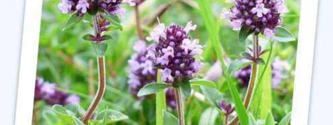 Materina dušica – Thymus serpyllum L.