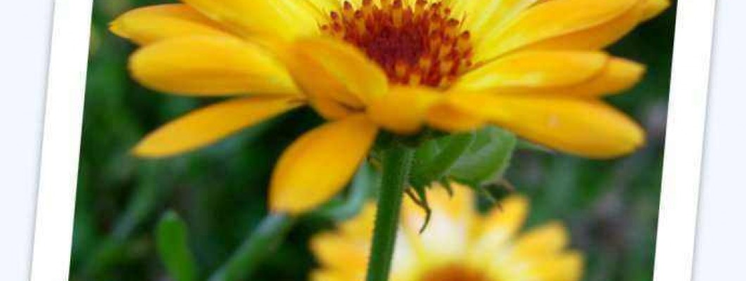 Vrtni ognjič - Calendula officinalis L.