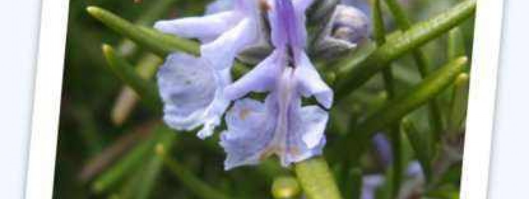 Navadni rožmarin - Rosmarinus officinalis L.