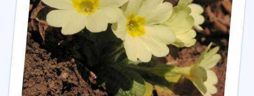 Trobentica - Primula vulgaris Huds