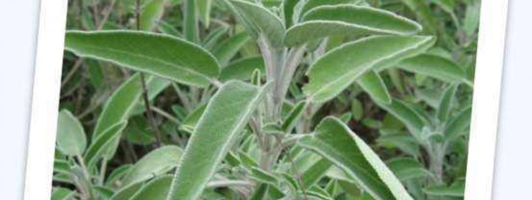 Žajbelj - Salvia officinalis L.
