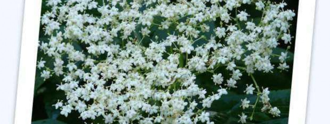 Črni bezeg - Sambucus nigra L.