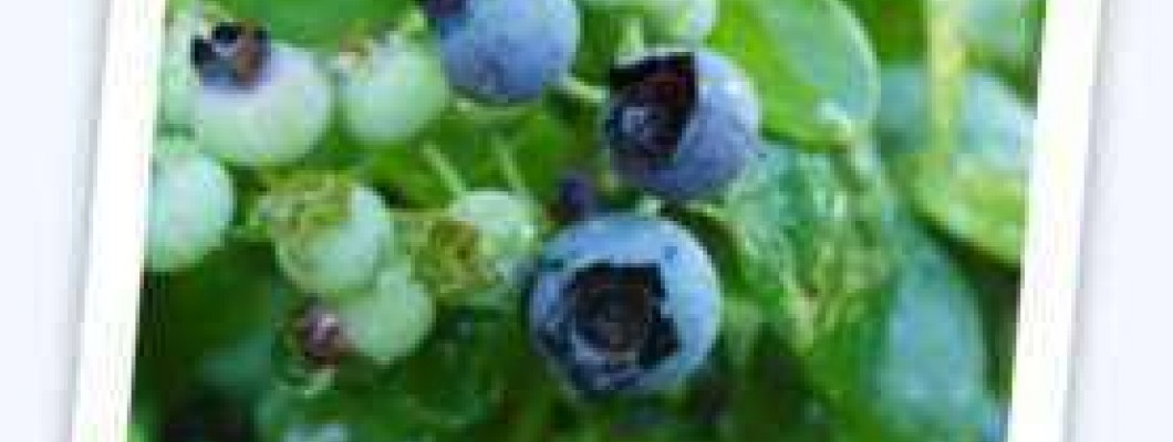 Borovnica - Vaccinium myrtillus L.