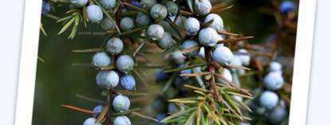 Navadni brin - Juniperus communis L.