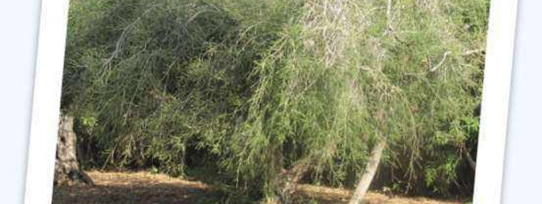Čajevec, Čajno drevo ali melalevka - Myrtaceae