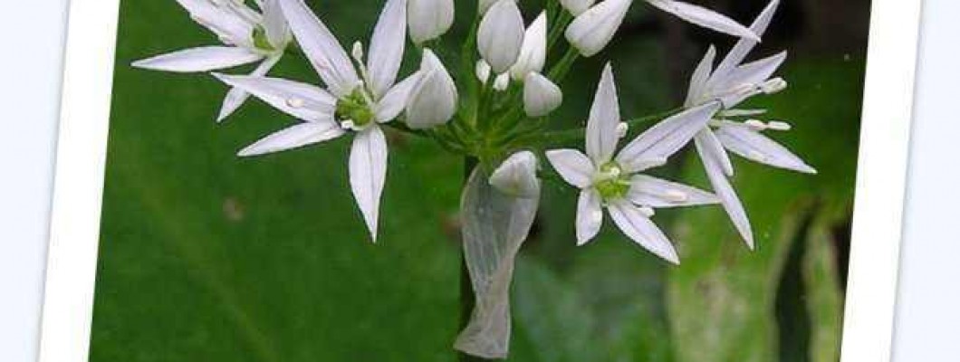 Čemaž – Allium ursinum L.