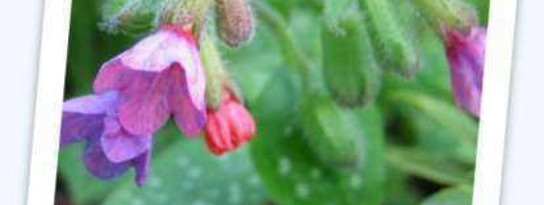 Navadni pljučnik – Pulmonaria officinalis L.