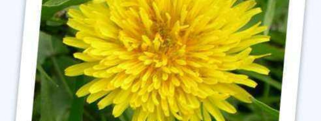 Navadni regrat - Taraxacum officinale