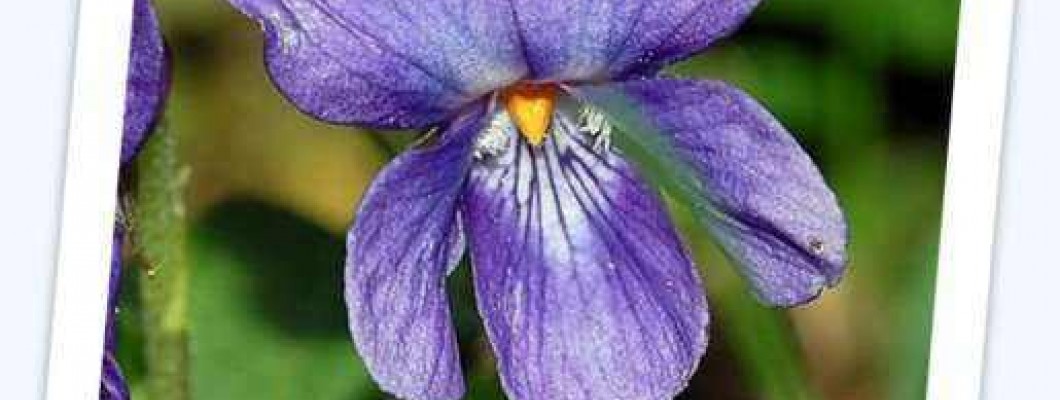 Dišeča vijolica - Viola odorata L.